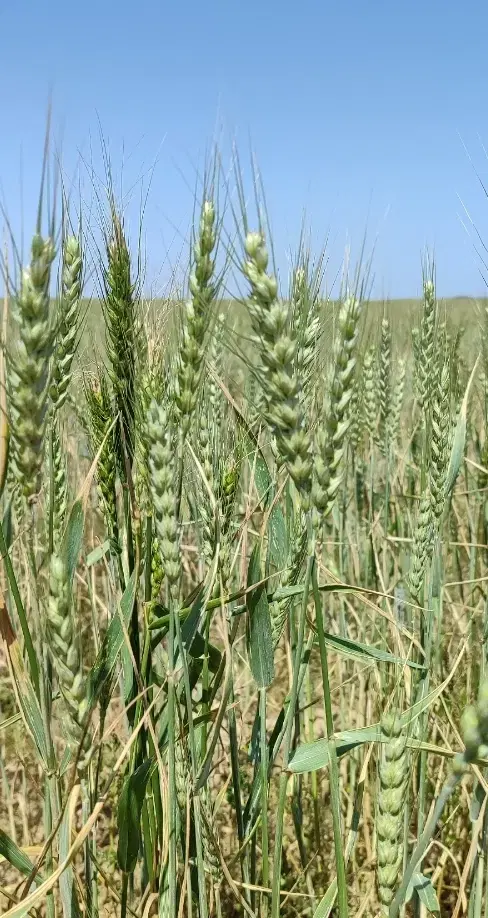 زمین کشاورزی آق قلا