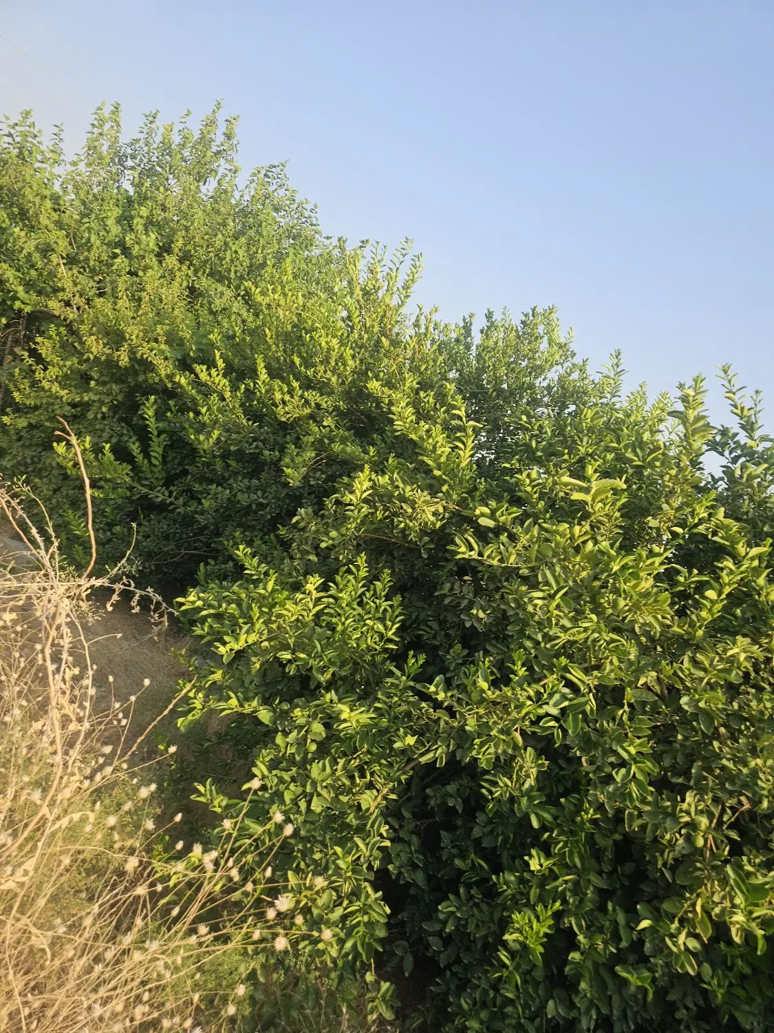 سوله کارگاهی