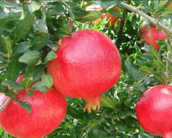 فروش باغ ۴۰۰ متری با دیوار