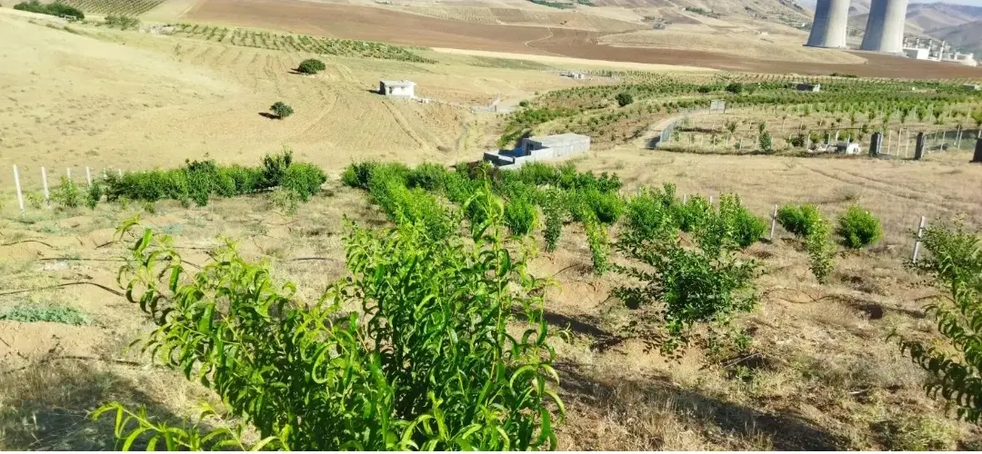 یک قطعه زمین 700 متری قلیان