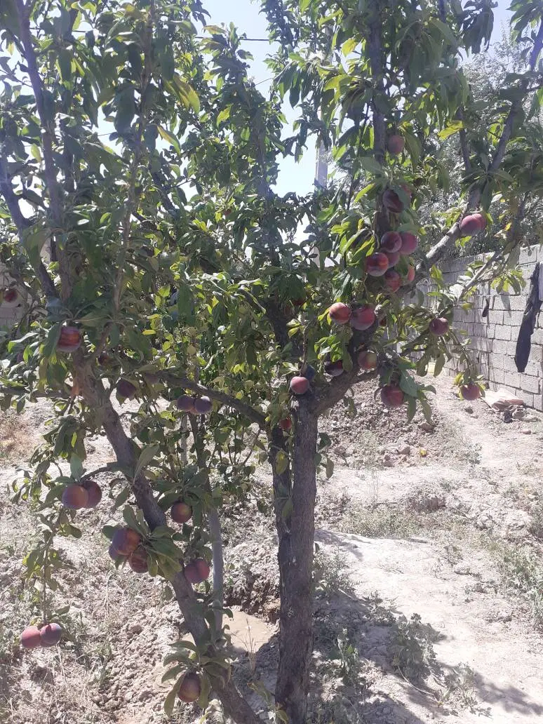 ۴۰۰ متر زمین چهار دیواری آماده ساخت
