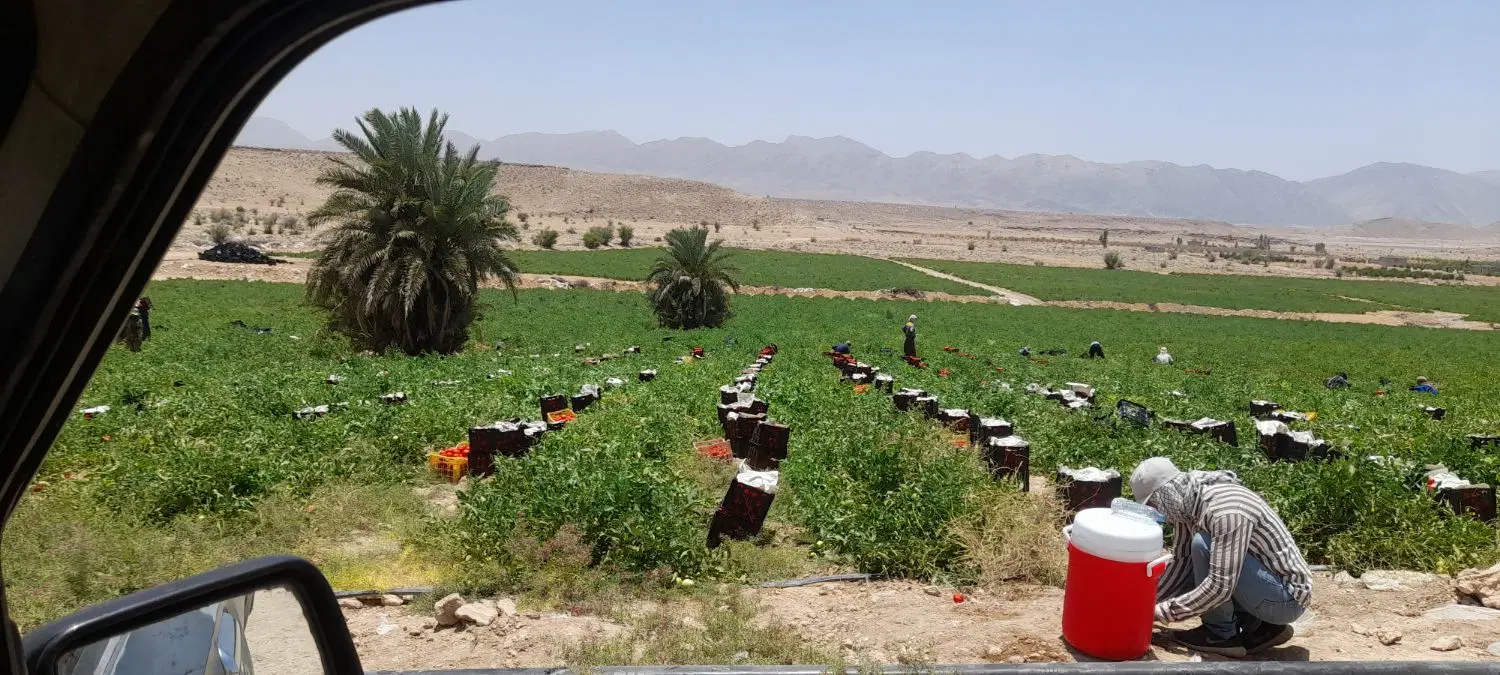 زمین کشاورزی اجاره
