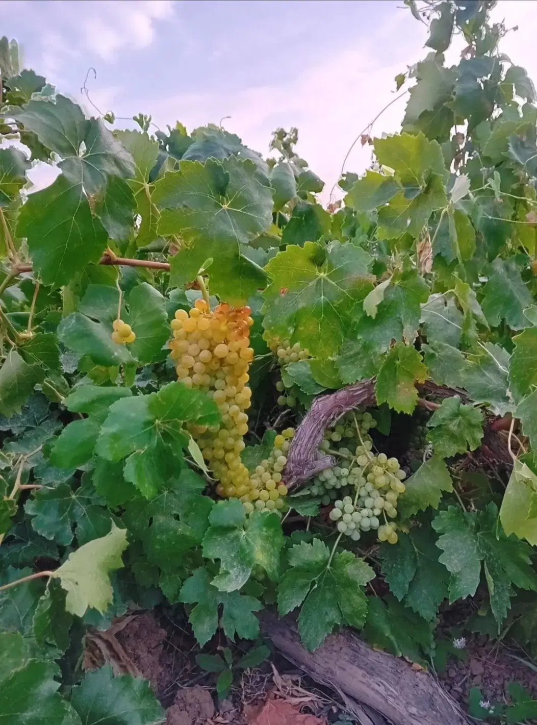 اجاره باغ انگوری ۳۰۰۰ متری