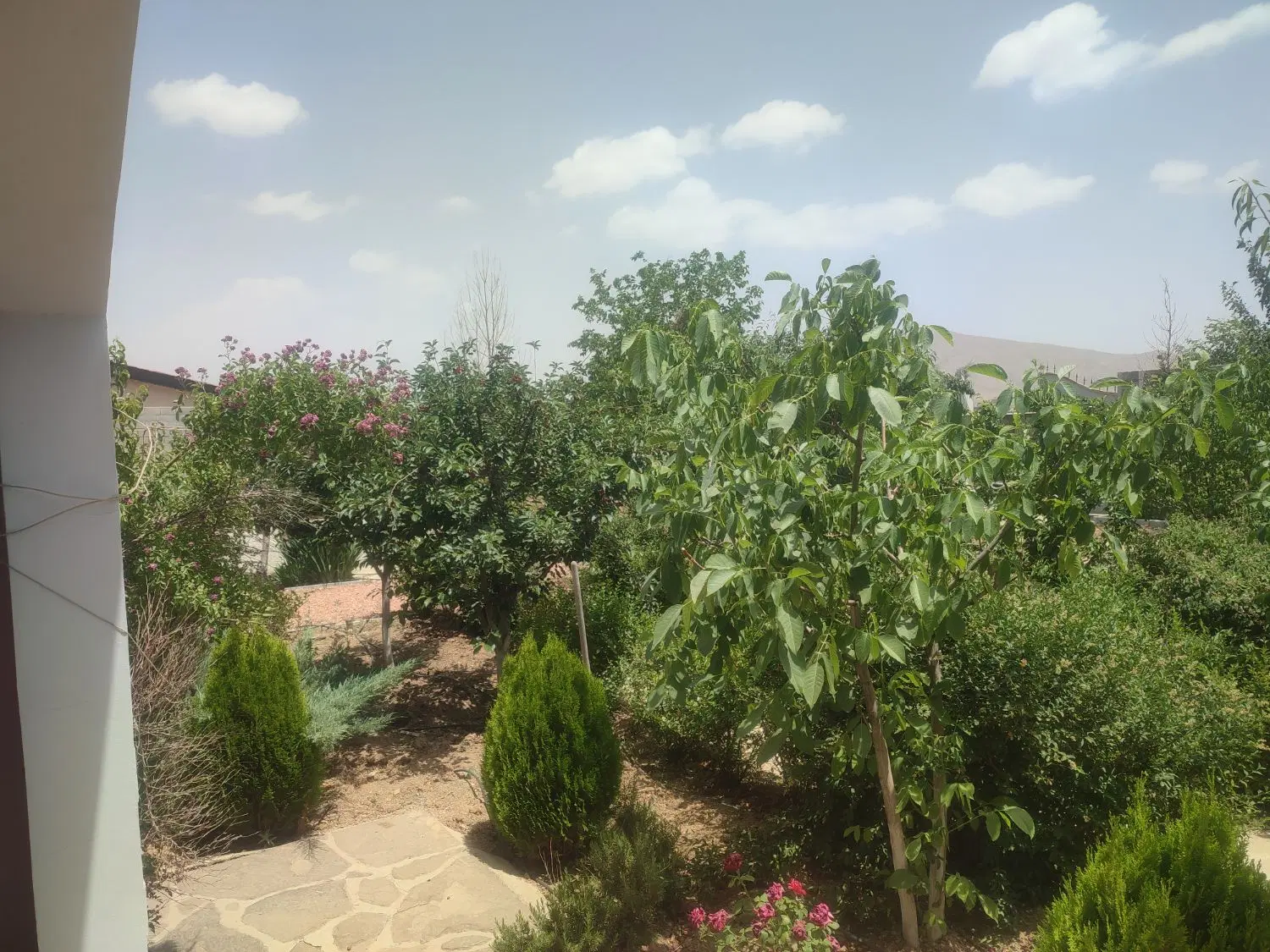 1000 متر باغ سند تک برگ یک ساعت سهمیه آب