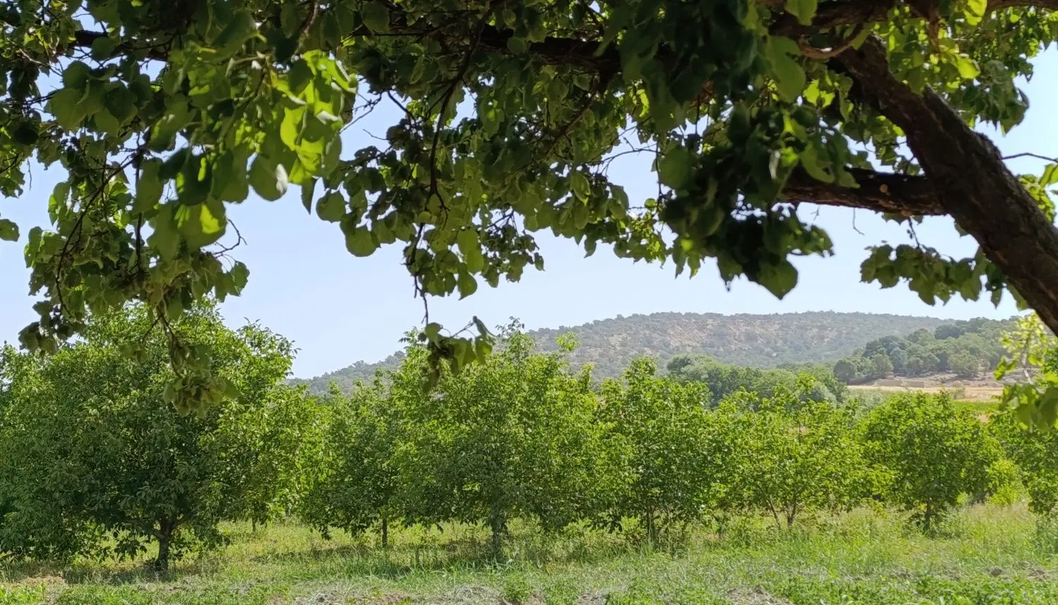 باغ و زمین