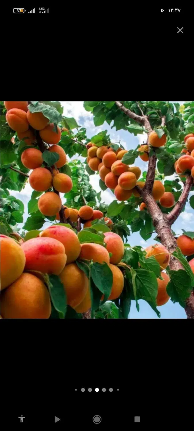 خانه باغ