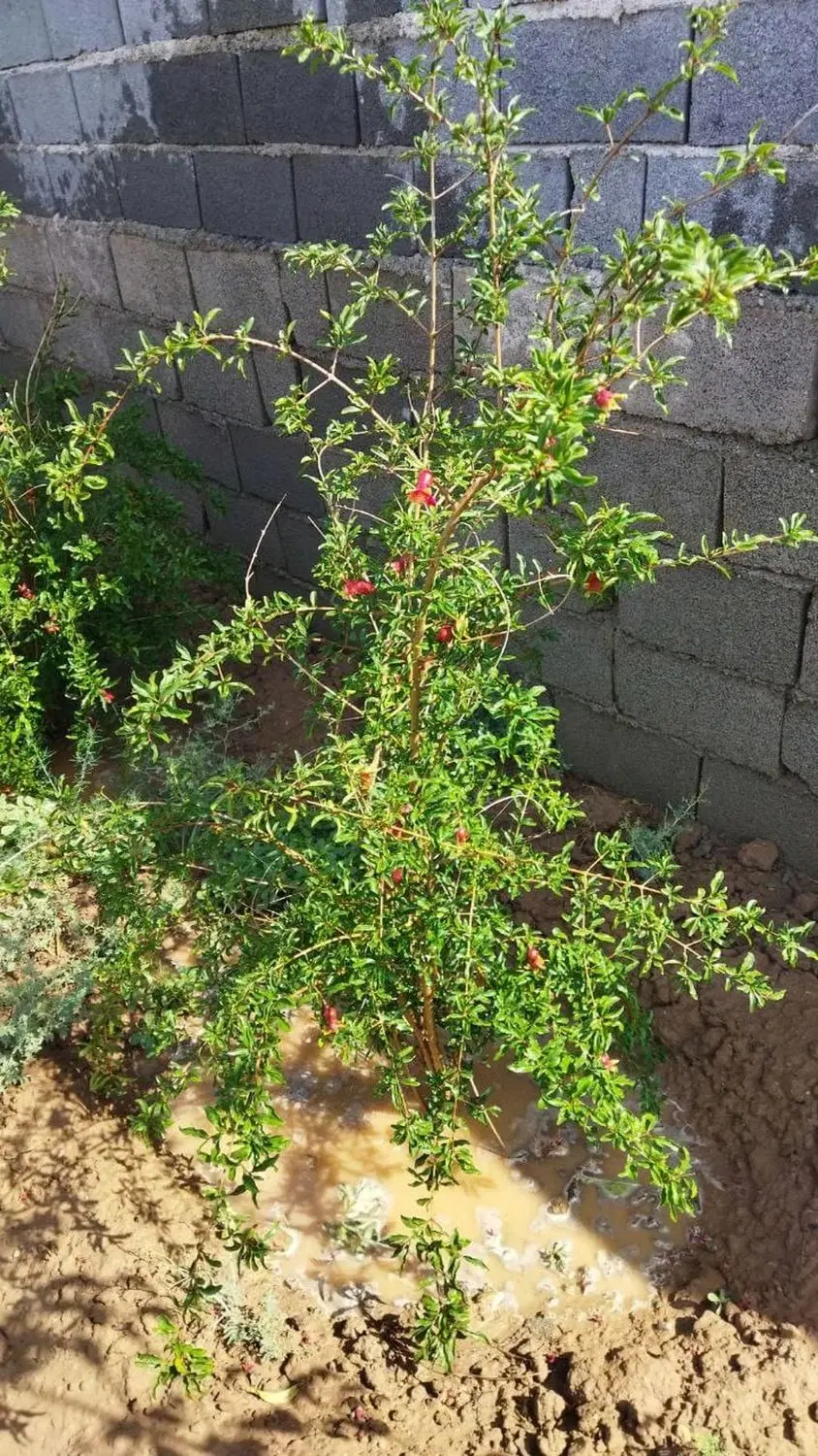 یک قطعه زمین چهار دیواری