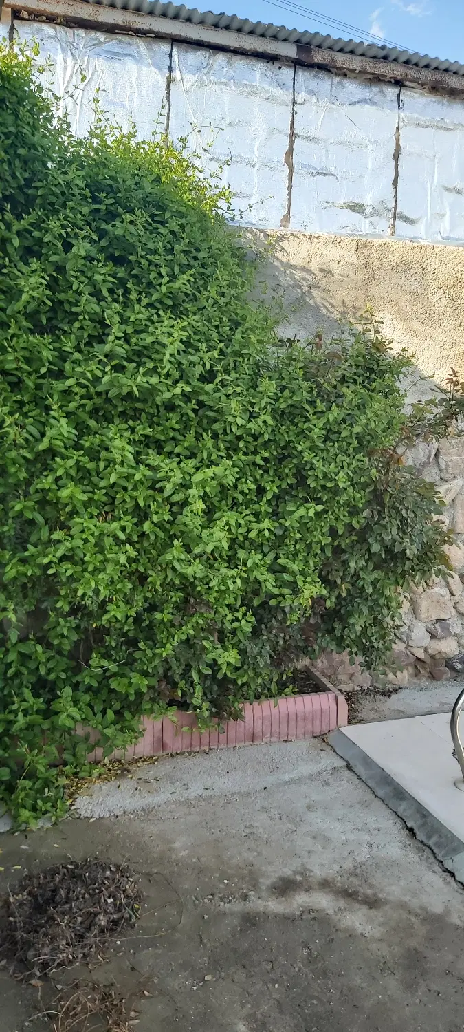 ویلای دنج و خوش آب و هوا در فشند