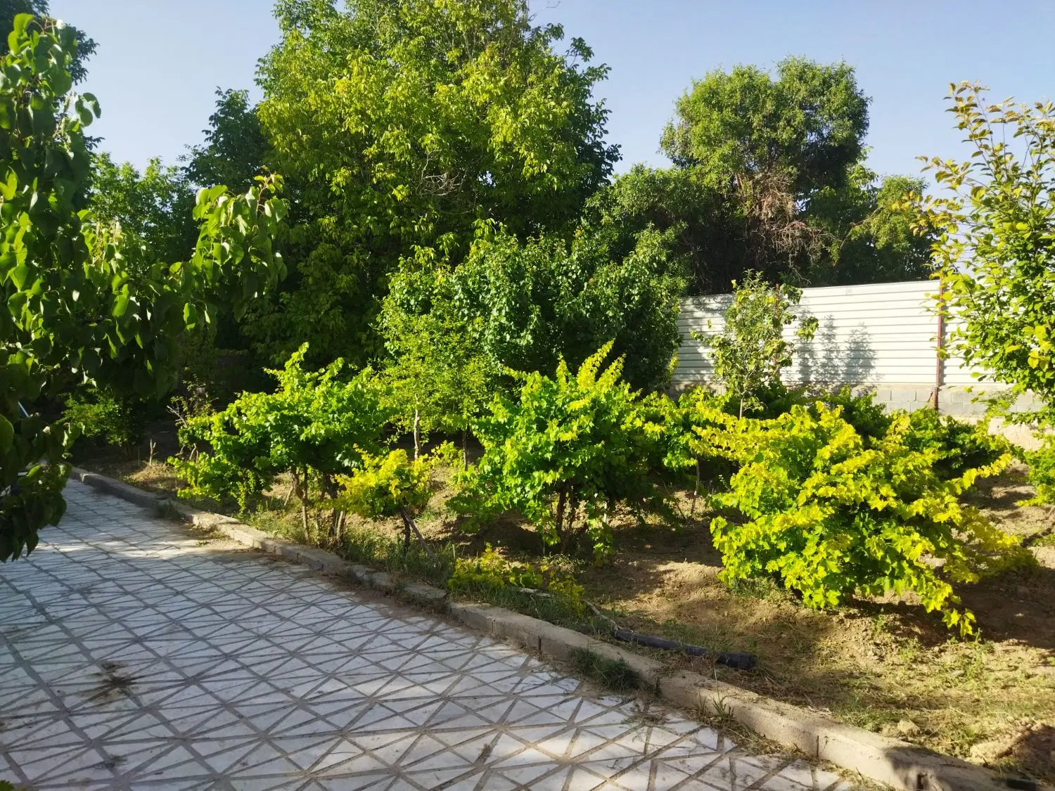 باغ