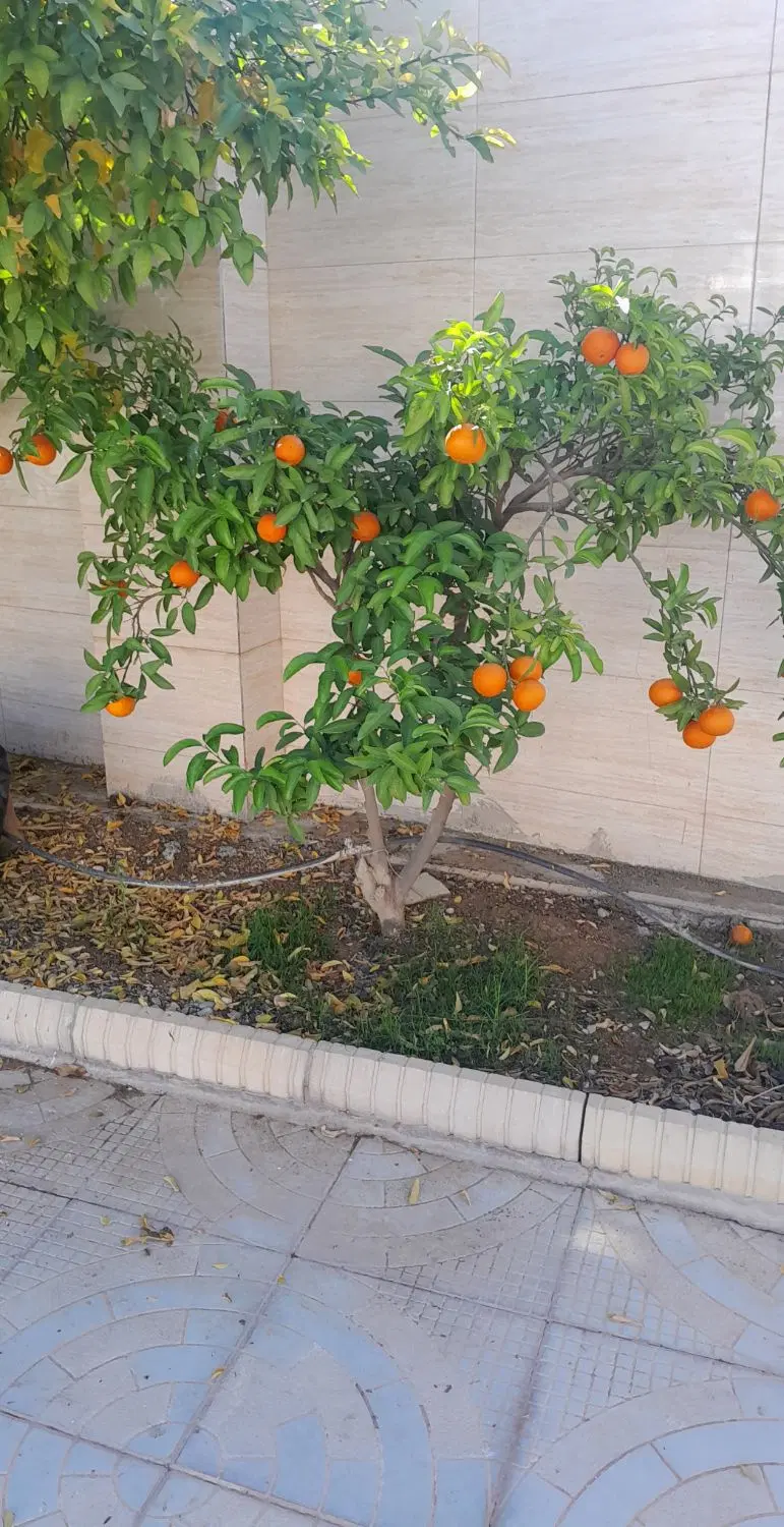 اجازه منزل مسکونی دو خواب دره شهر