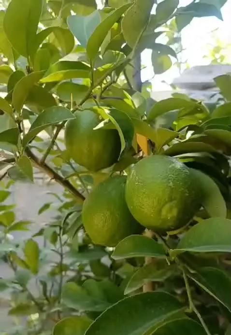 خانه فروشی شیراز حسن آباد کیان آباد شاپورجان کرونی