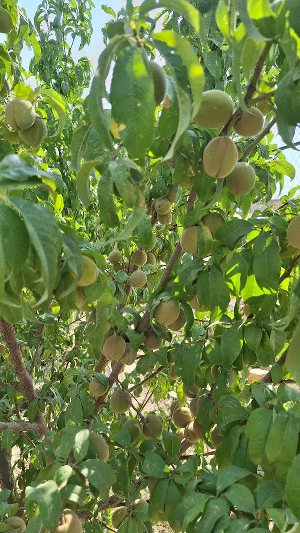 باغ