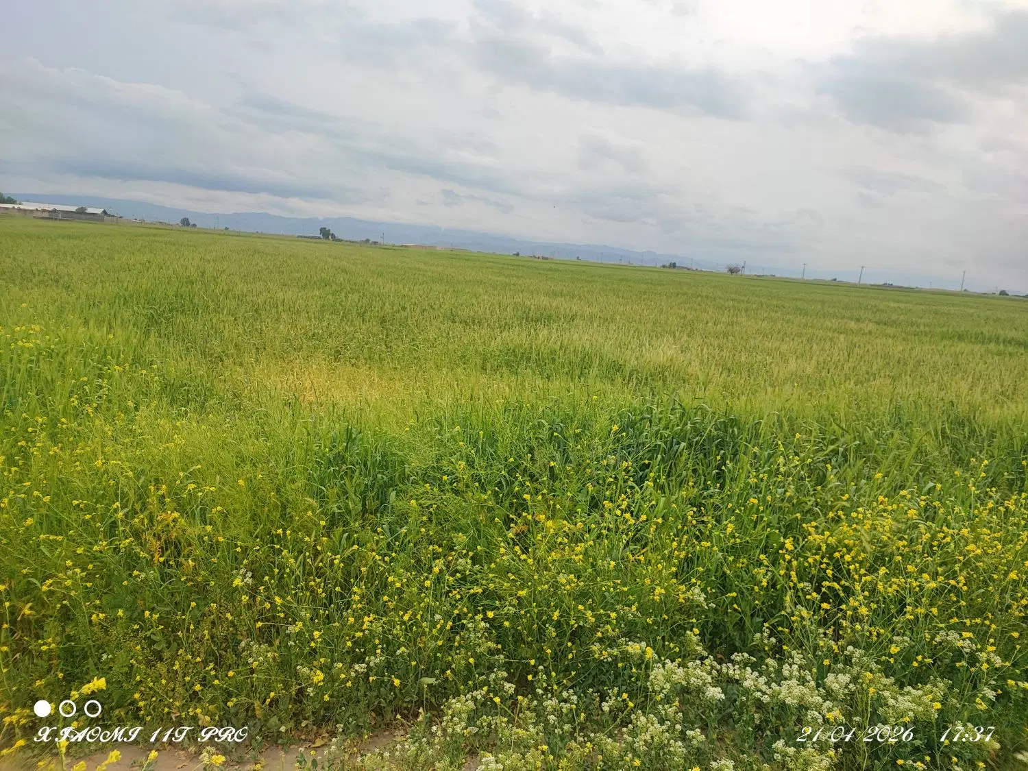 زمین کشاورزی