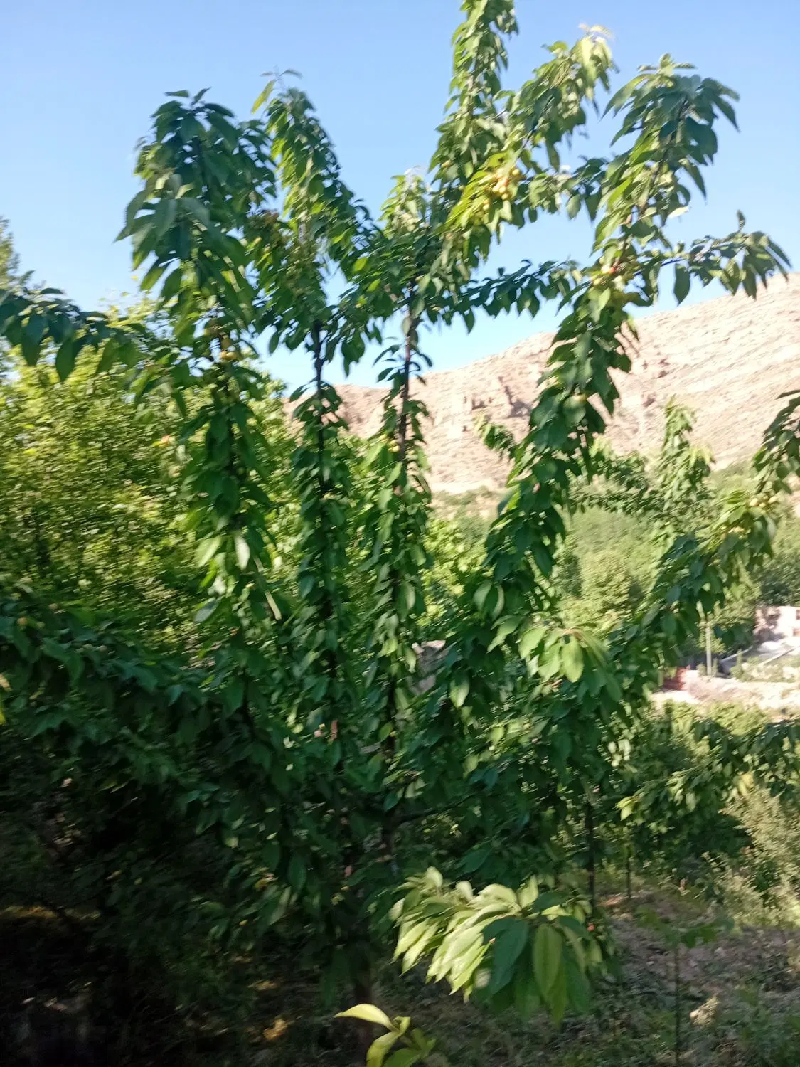 زمین باغ گیلاس