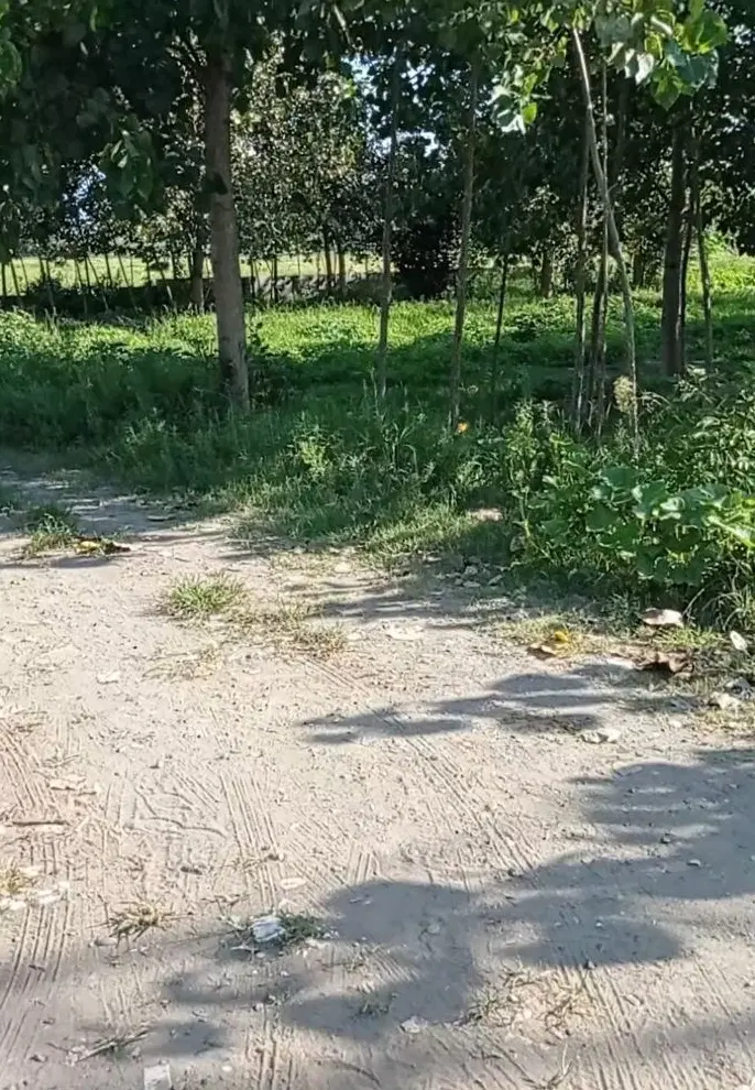 ۳۶۶ متر نسخ  در تربگوده انزلی