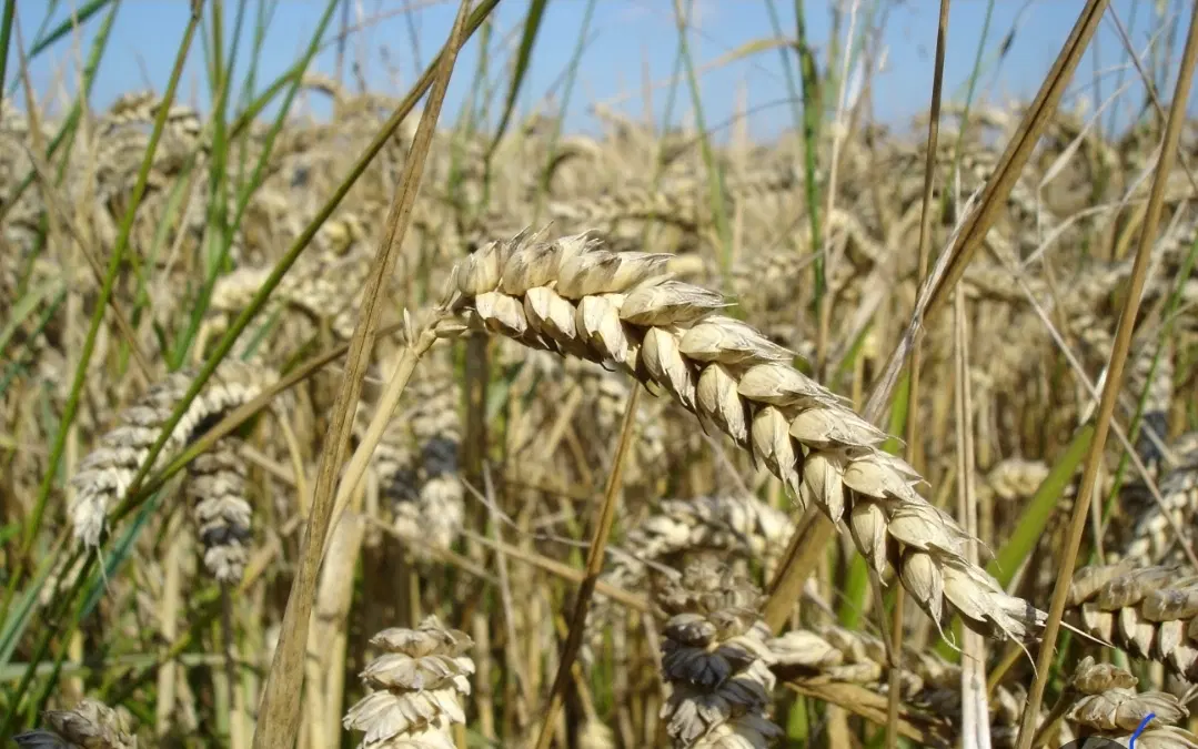 اجاره زمین کشاورزی تماس بگیرید