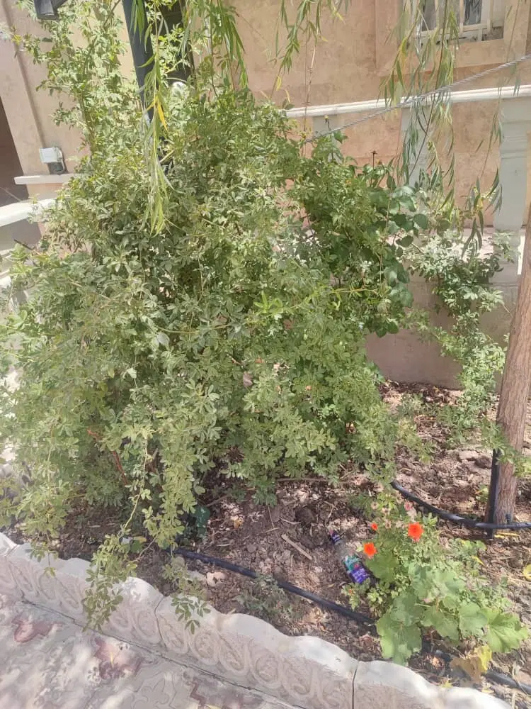 فروش زمین در شمال