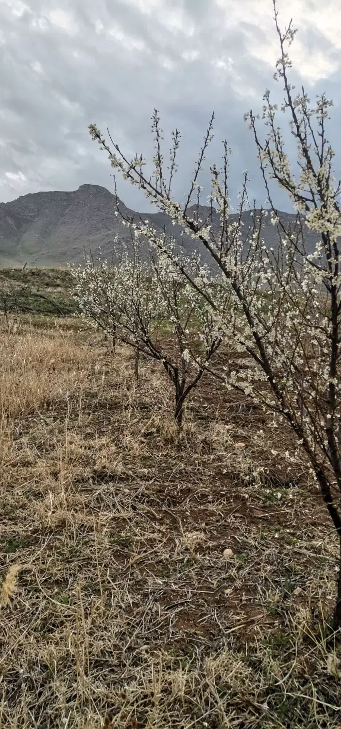 باغ  7 ساله