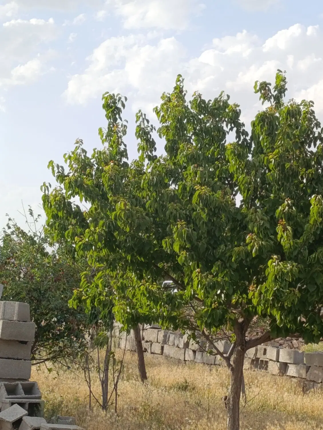 باغ،ویلا،زمین،ملک