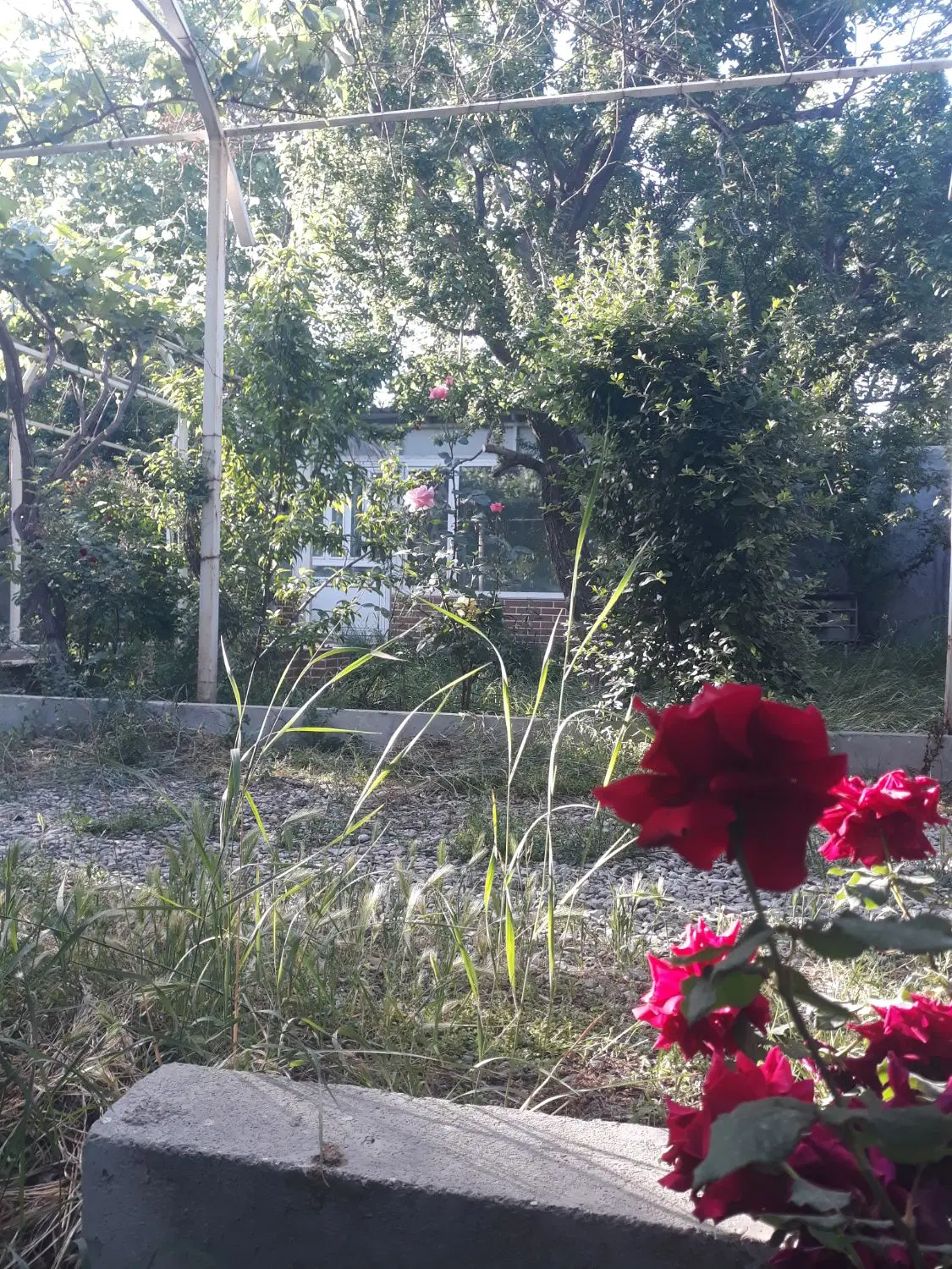 ۱۰۰۰متر بکه  سندشش دانگ تک برگ عرصه و اعیان