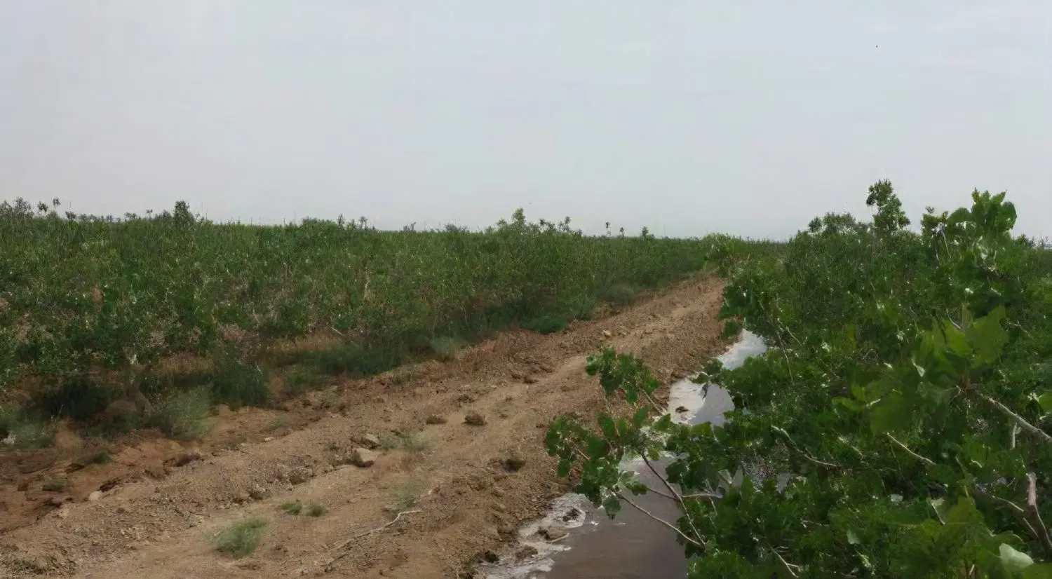 زمین کشاورزی پسته ثمری احمد آقایی