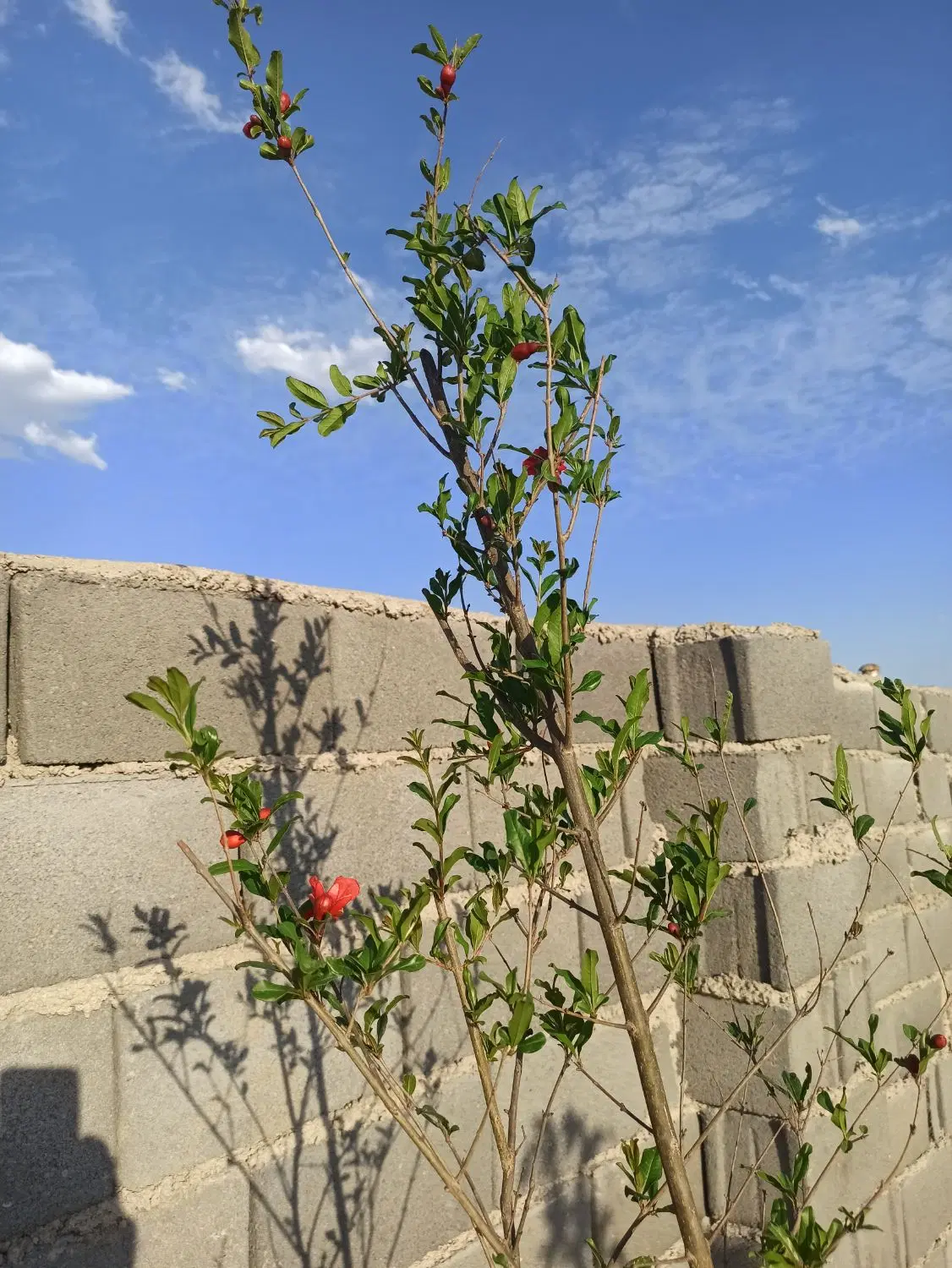 باغ چهاردیواری مزرعه شهدا