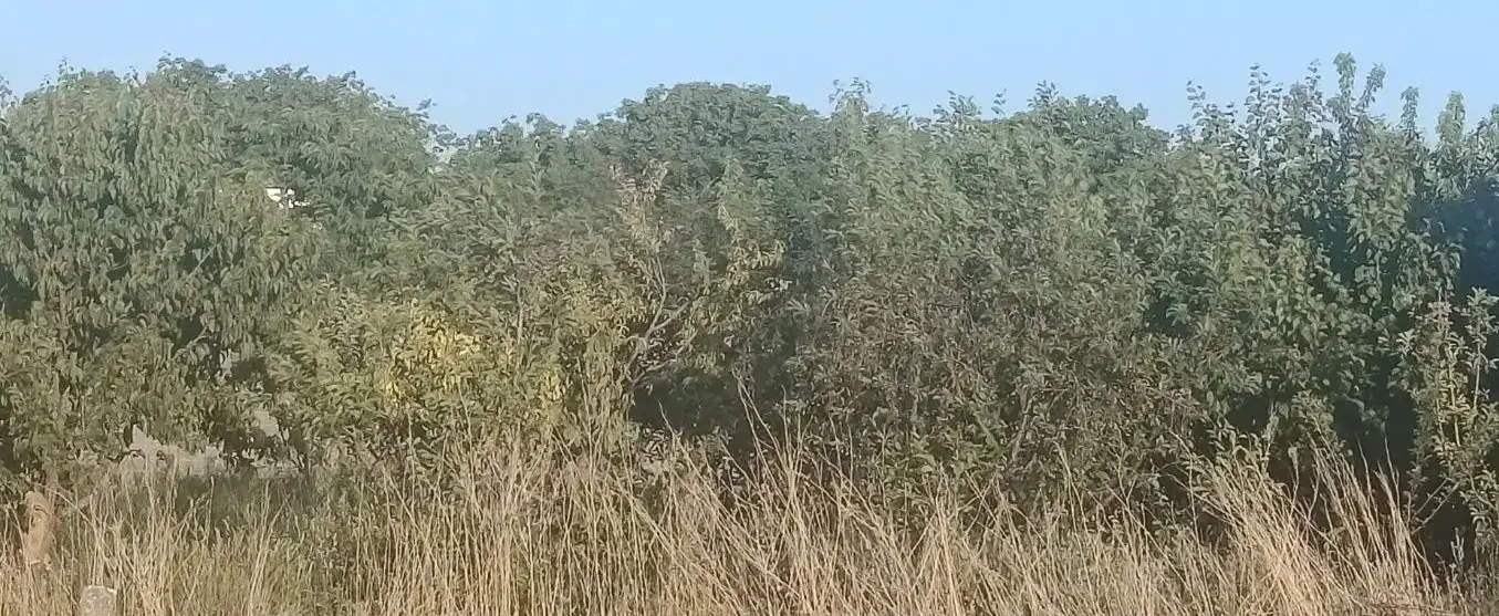 فروش زمین