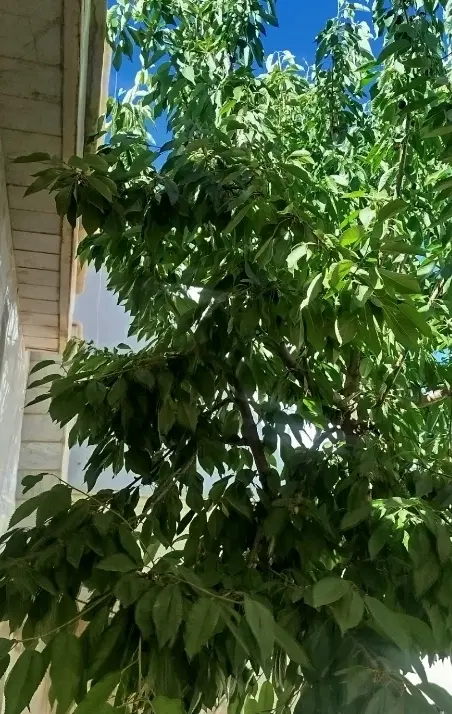 خانه ویلایی