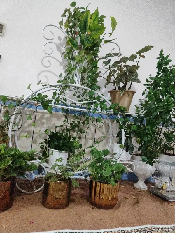 حجره در میدان میوه و تره بار میاندوآب
