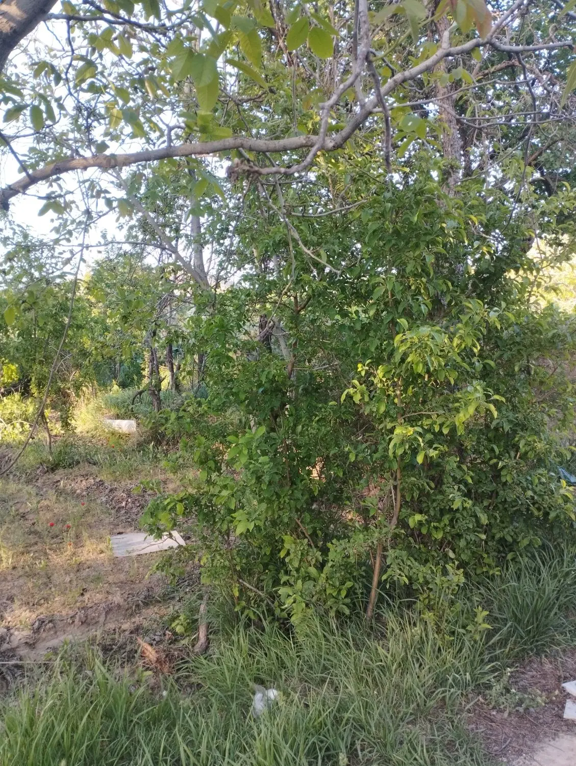 باغ در ایوگ 600متر.