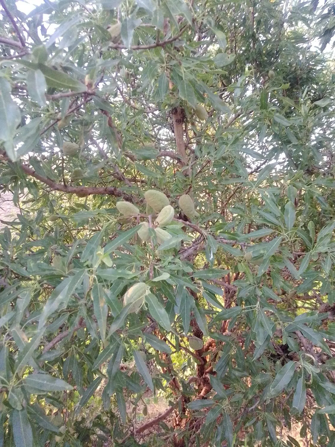 باغ