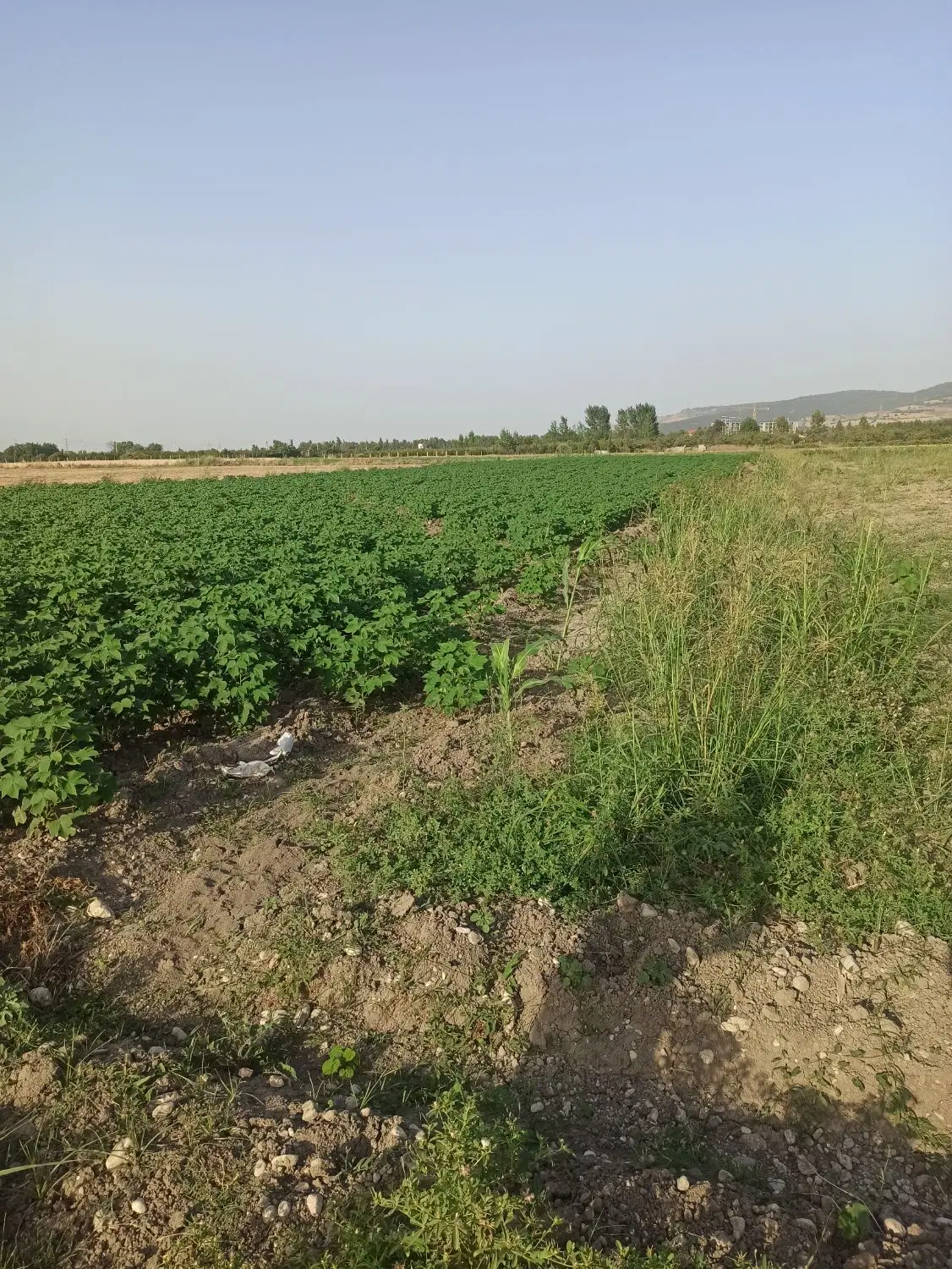 زمین باغی روستای کلو