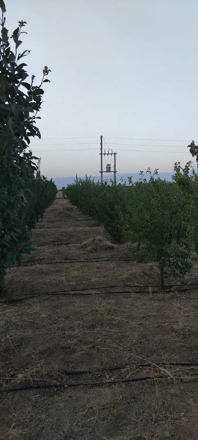 باغ میوه