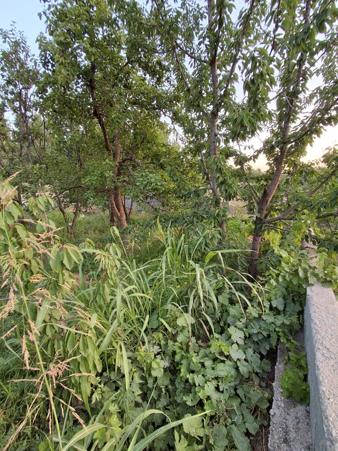 باغ ۲۵۰ متری در ابتدای جاده چالوس