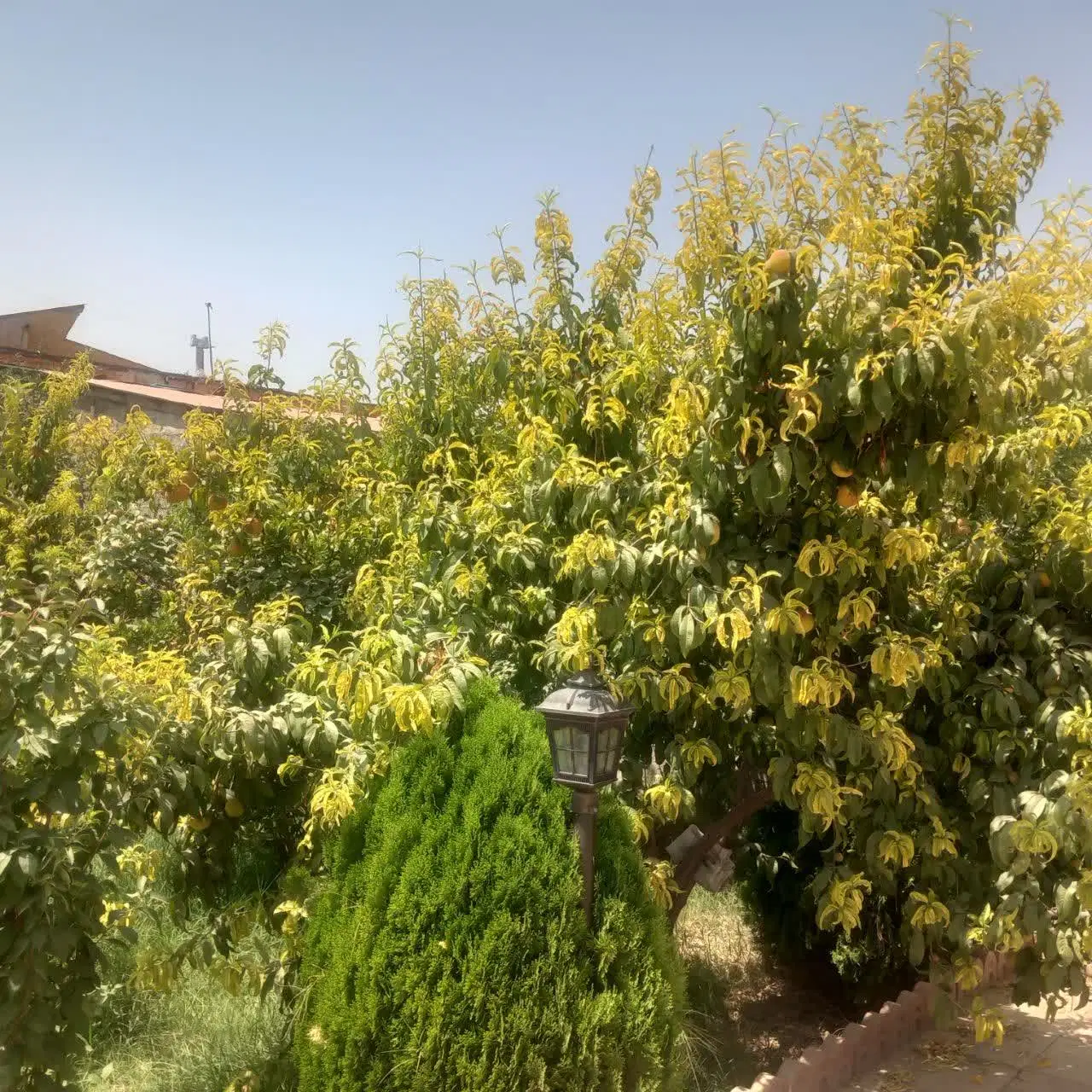 فروش باغ ویلا