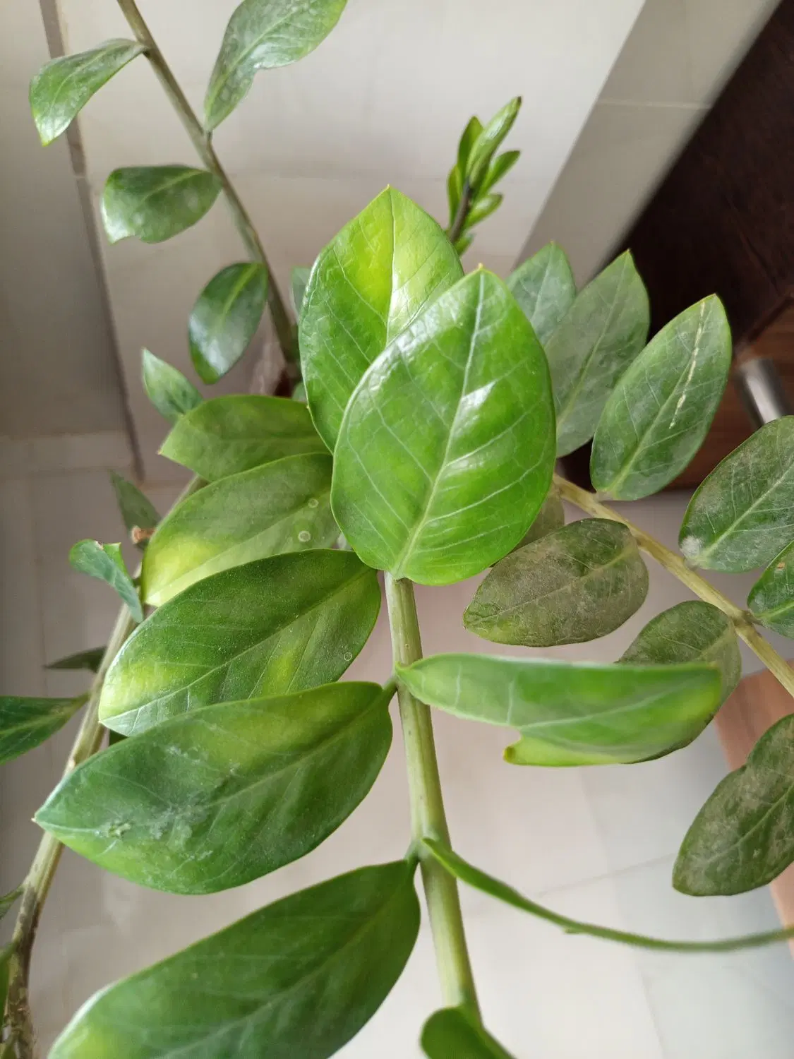 باغچه ۳۹۰متری گورک آب برق دار مسکونی