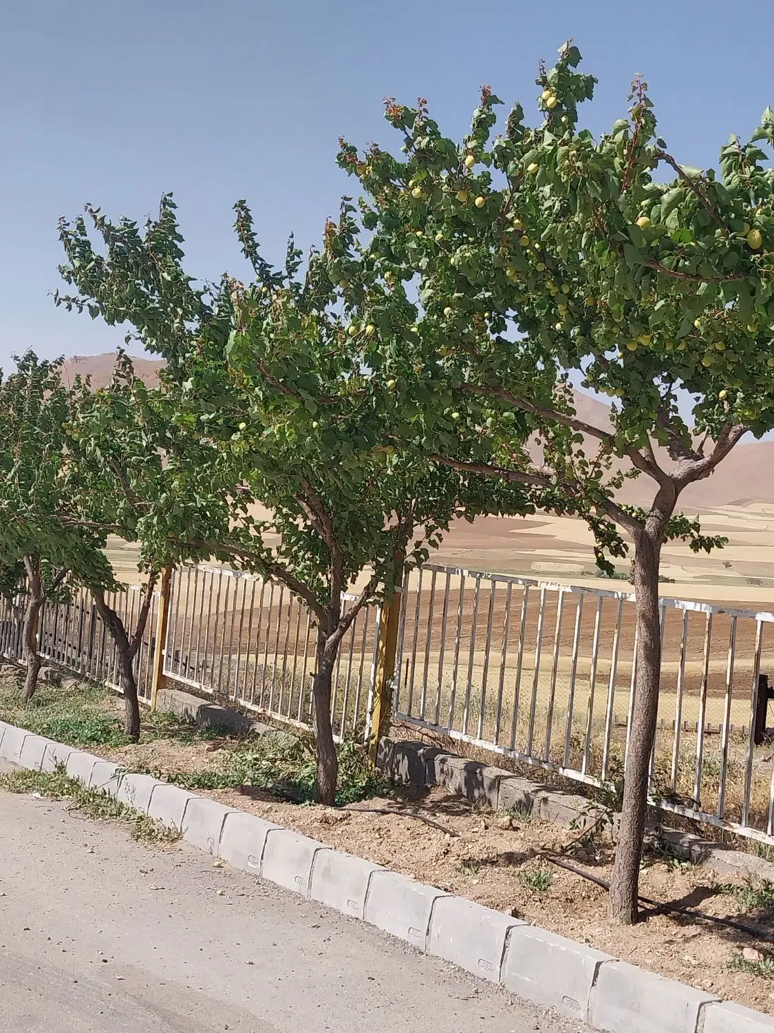 اجاره خانه