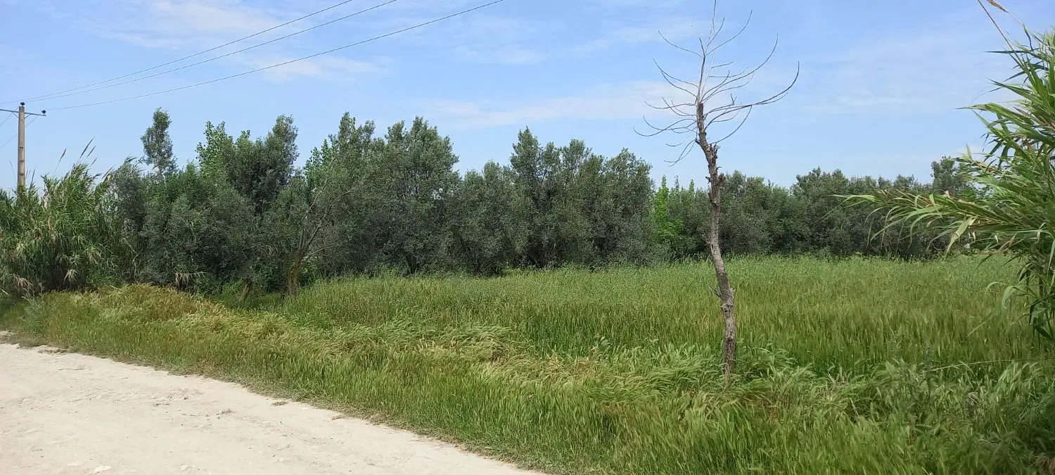 باغ به متراژ ۱۲۰۰ متر با سند شش دانگ عرصه و عیان