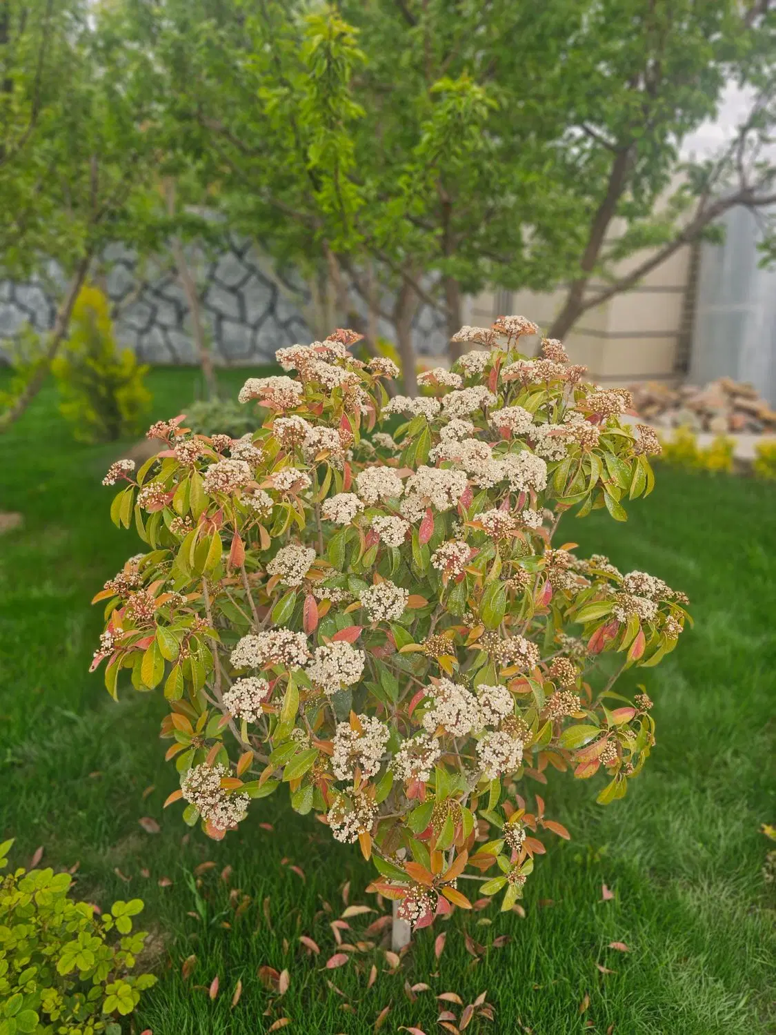 باغ منشیان