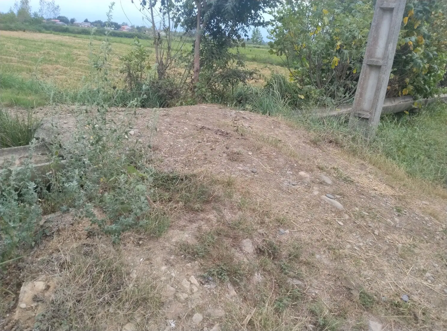 بیجار  زمین کشاورزی برنج ۱۱۳۴۸ متر