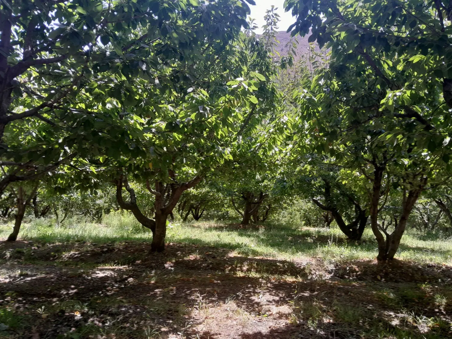 720متر باغ _لواسون بزرگ _ روستای زیبای ایرا