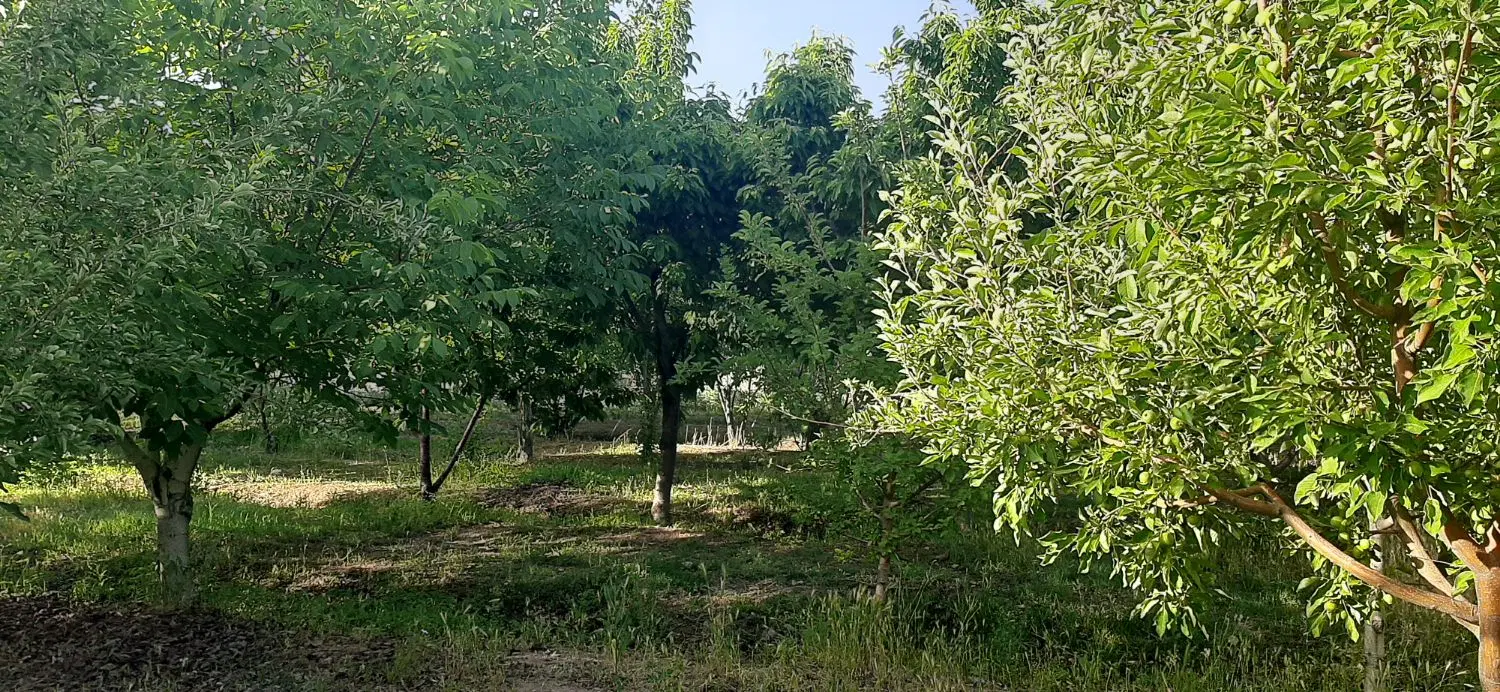 زمین کشاورزی