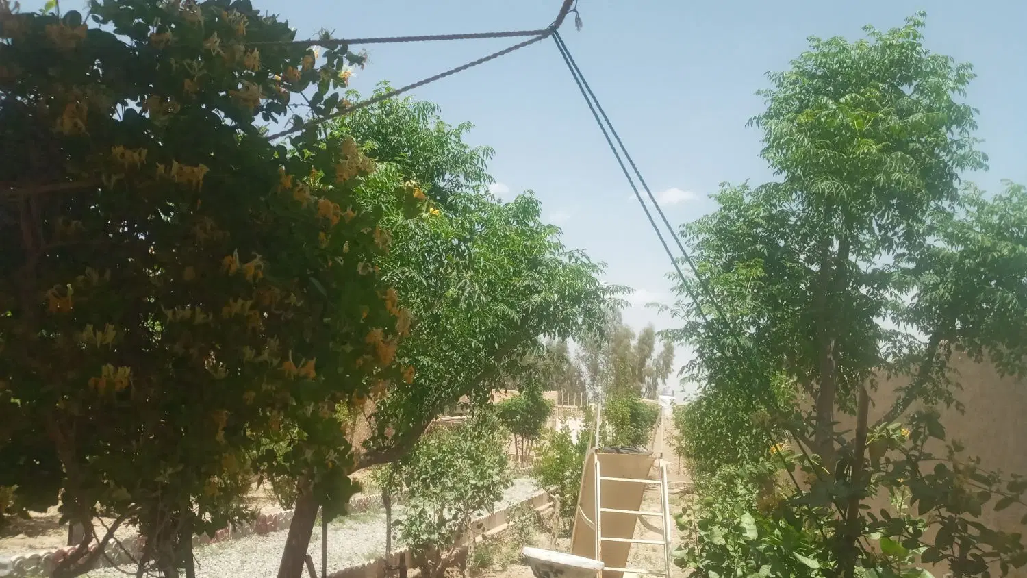 باغچه