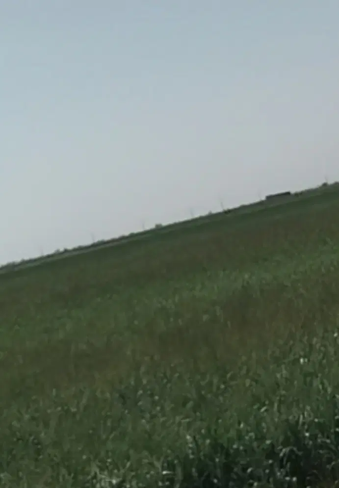 اجاره مزرعه کشاورزی در روستای قرقسین