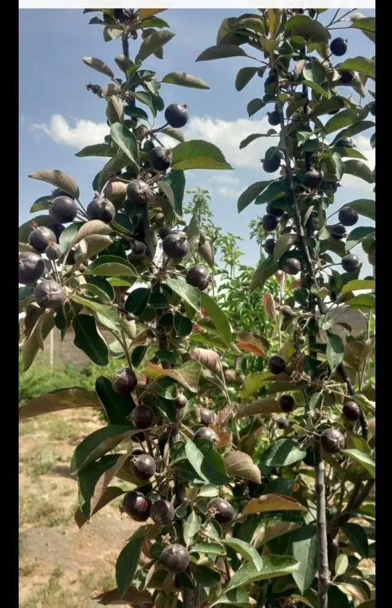 باغ ۸۰۰متری روستای لک لک