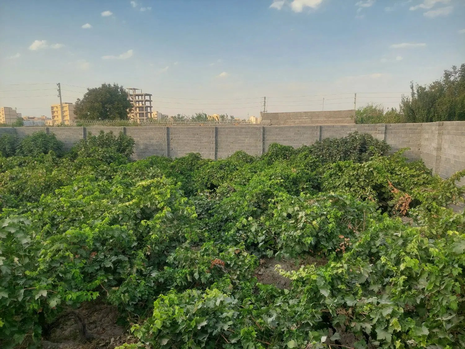 باغچه ۶۰۰ متری (مناسب ساخت)