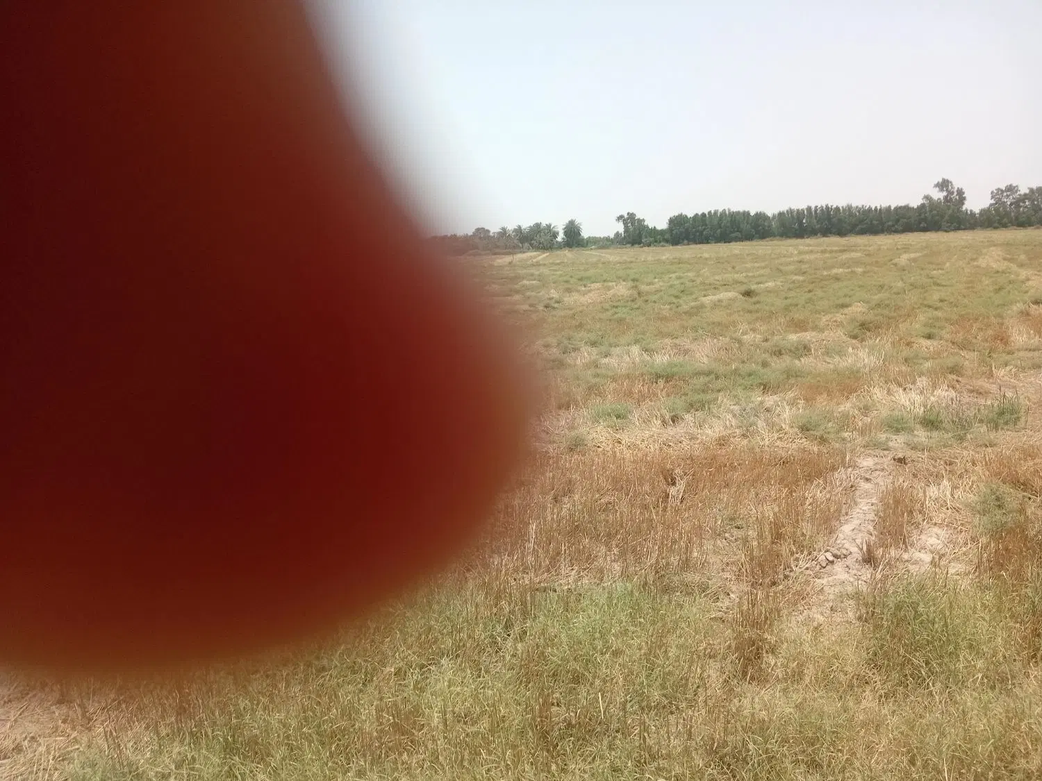 زمین کشاورزی جفت تالار نخل روستای چم رحمان