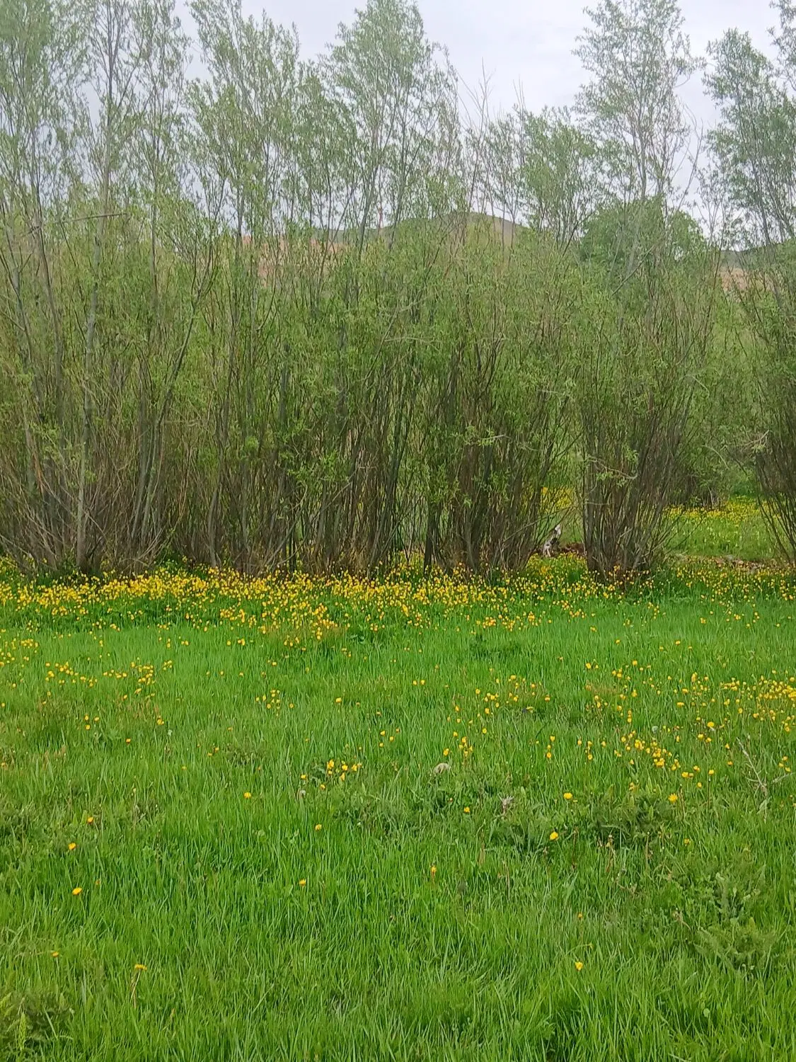 زمین باغی با حق آبه کامل
