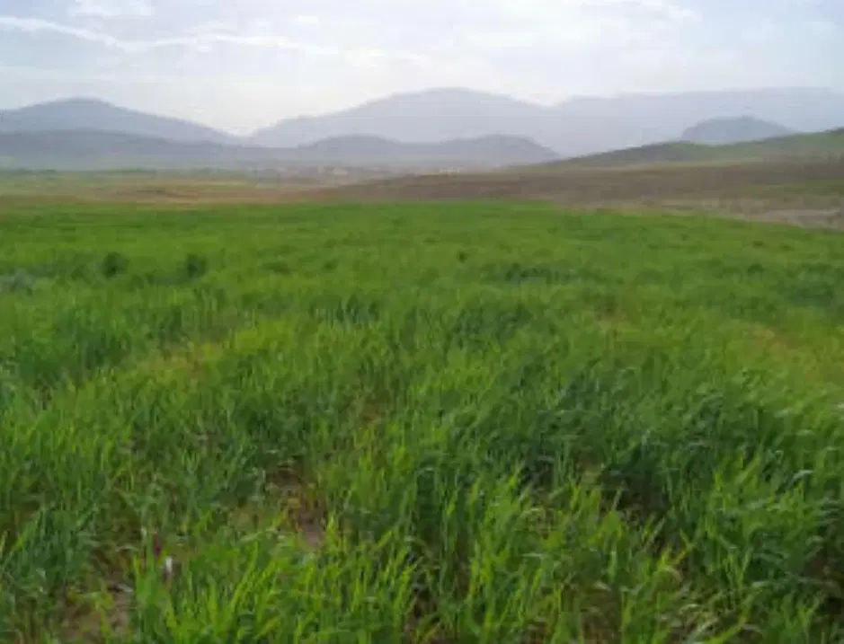 اجاره زمین کشاورزی