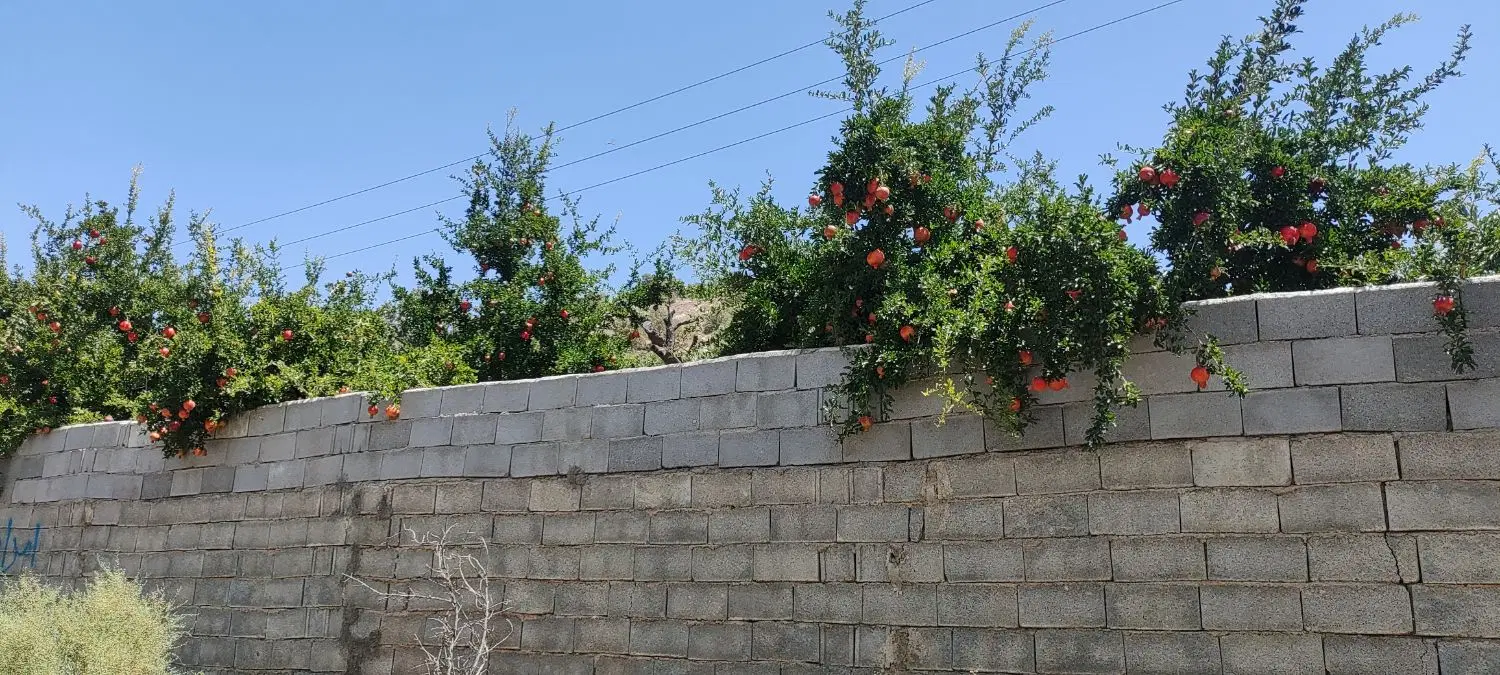 زمین مشاع صدرا و گویم